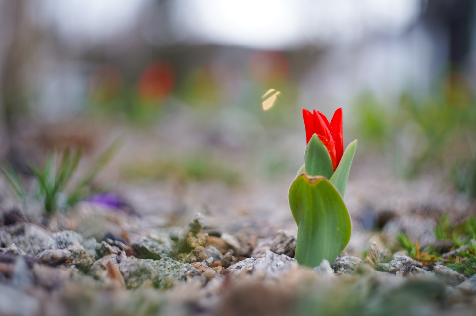 Mini tulips