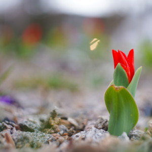 Mini tulips