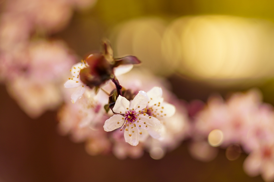 Spring blossom