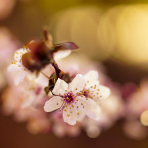 Spring blossom