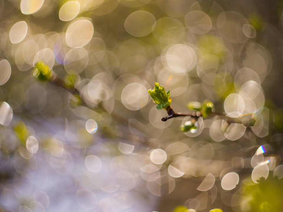Sparkling morning