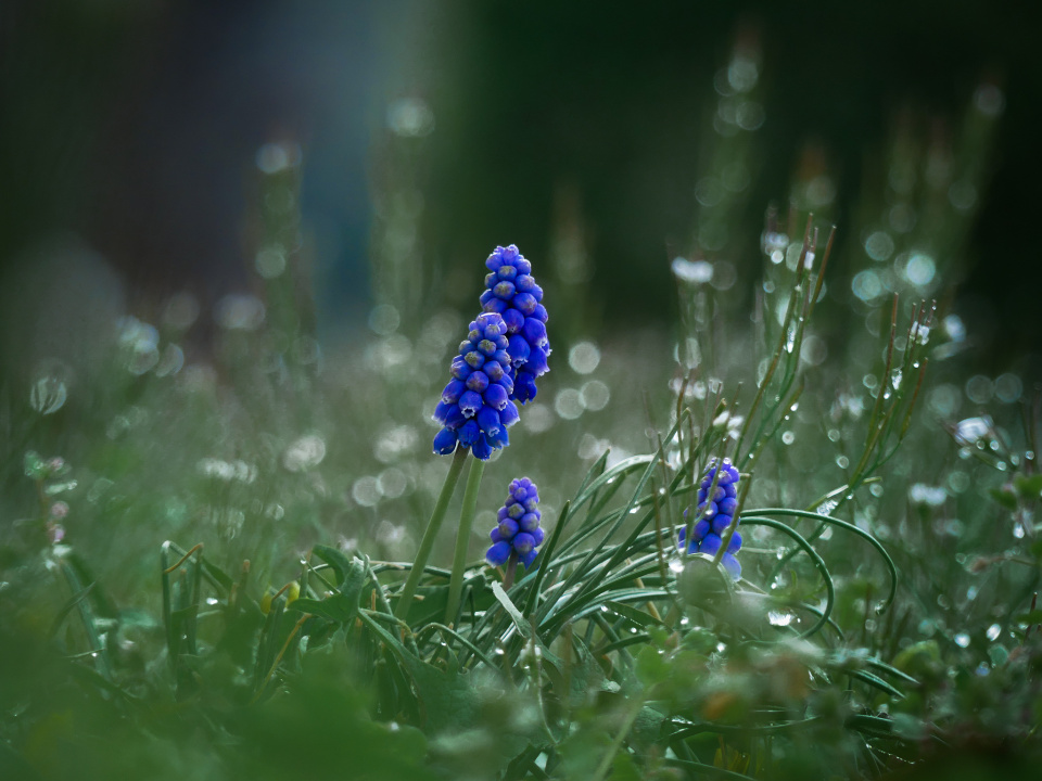 Flower Friday