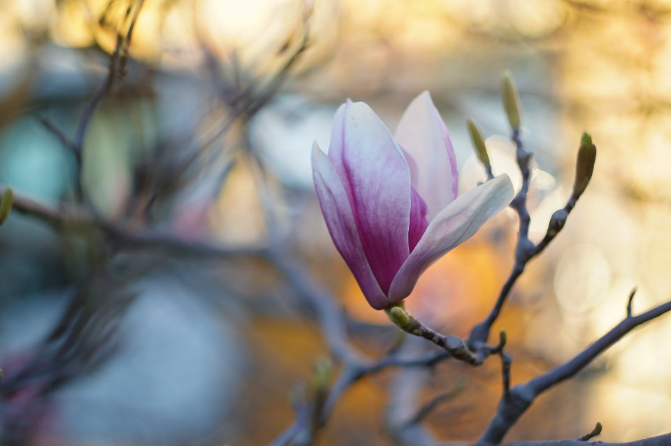 Pink magnolia