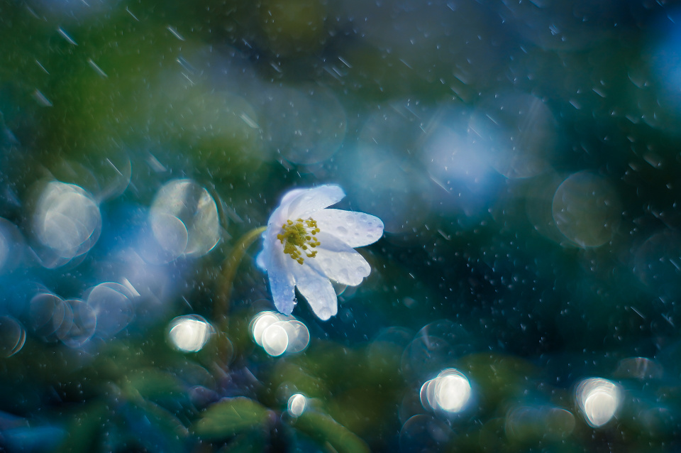 Spring in the woods