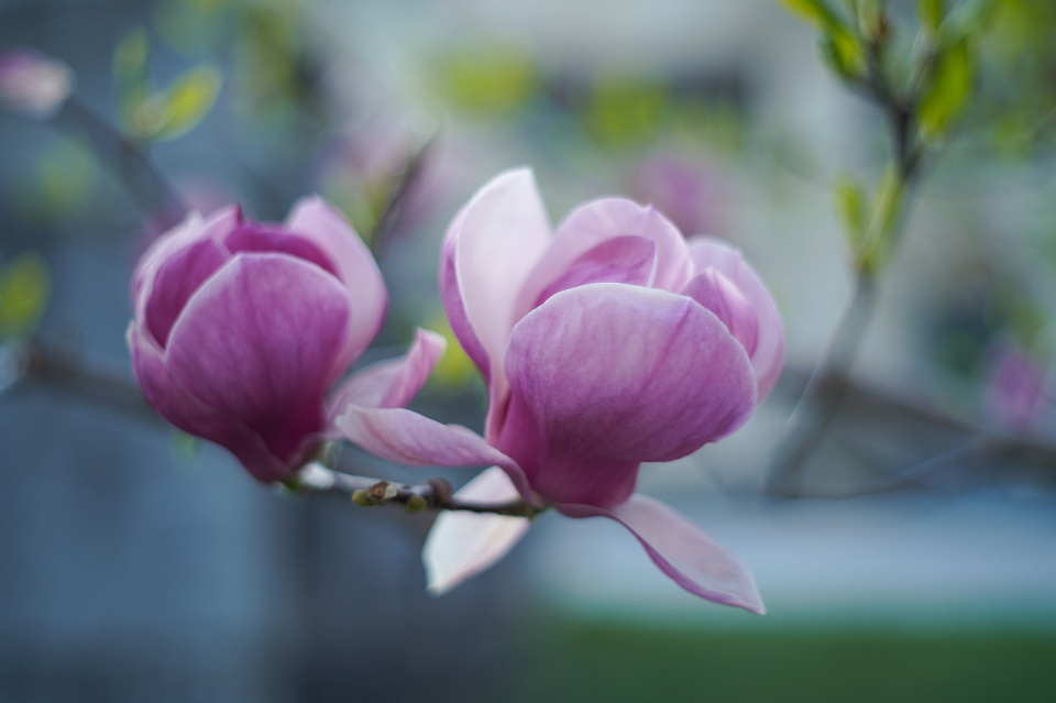 Pink magnolia
