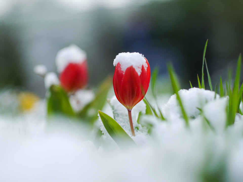 A snowy spring morning