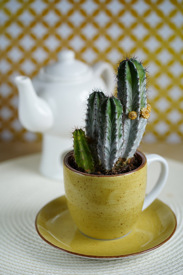 Tea time ;)