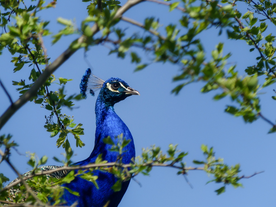 A blue peacock