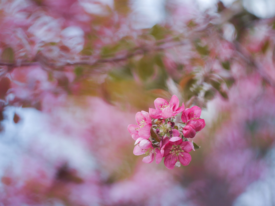 Spring blossom