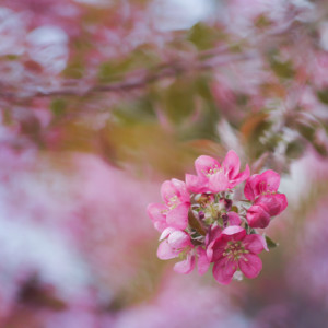 Spring blossom