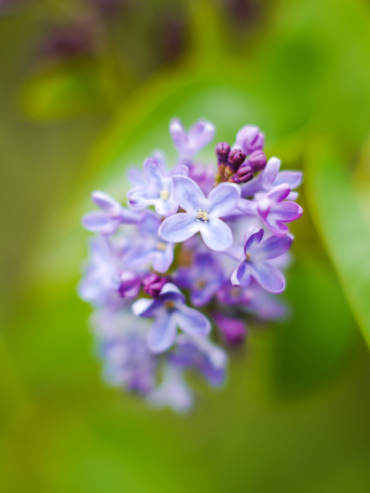 Lilac
