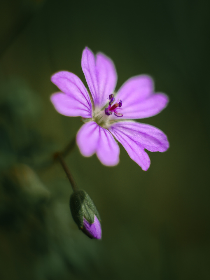 Spring flowers