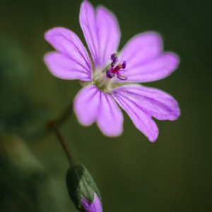 Spring flowers