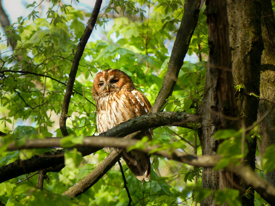 Tawny owl
