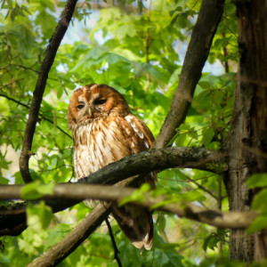 Tawny owl