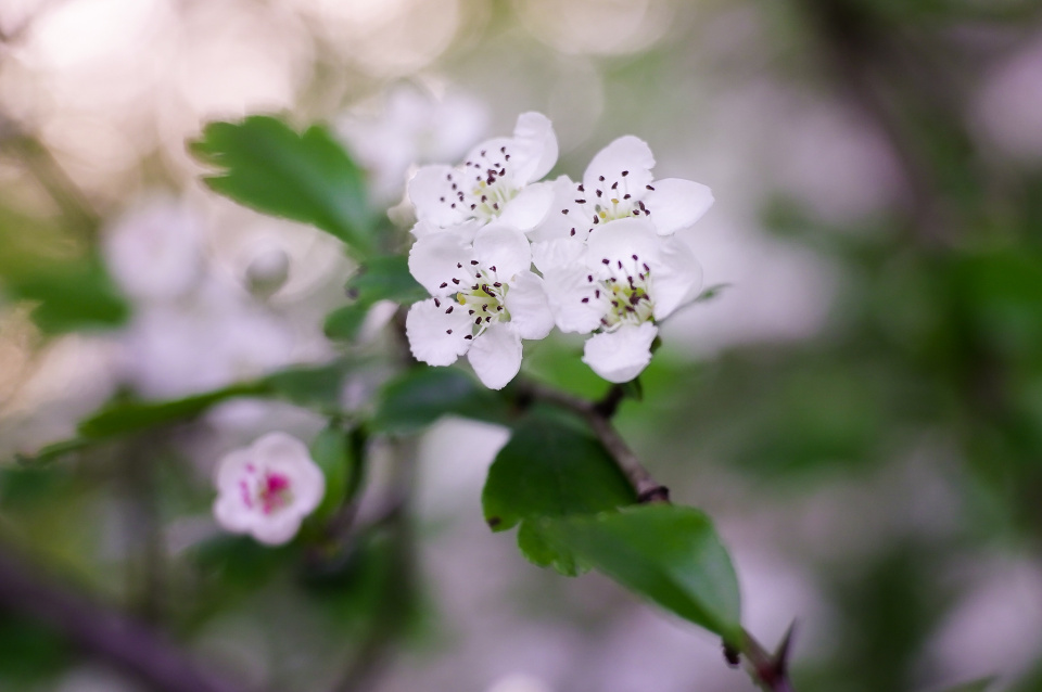 Spring blossom