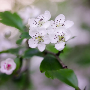 Spring blossom