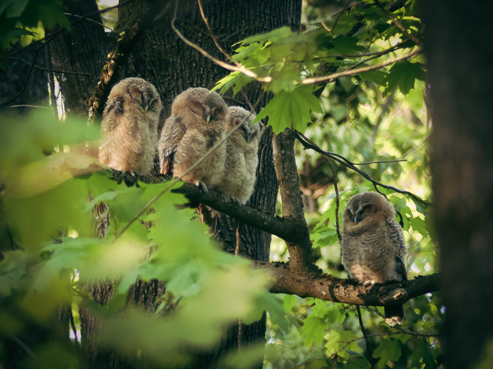 Tawny owl family