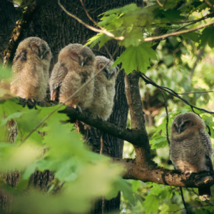 Tawny owl family