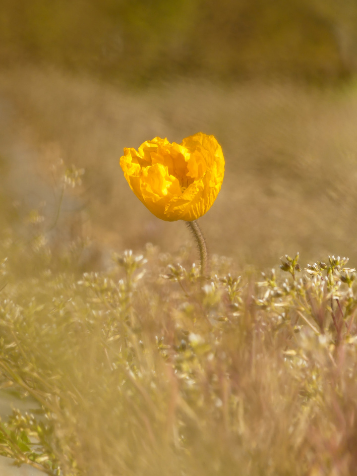 A yellow poppy