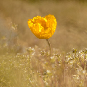 A yellow poppy
