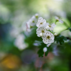Flower Friday