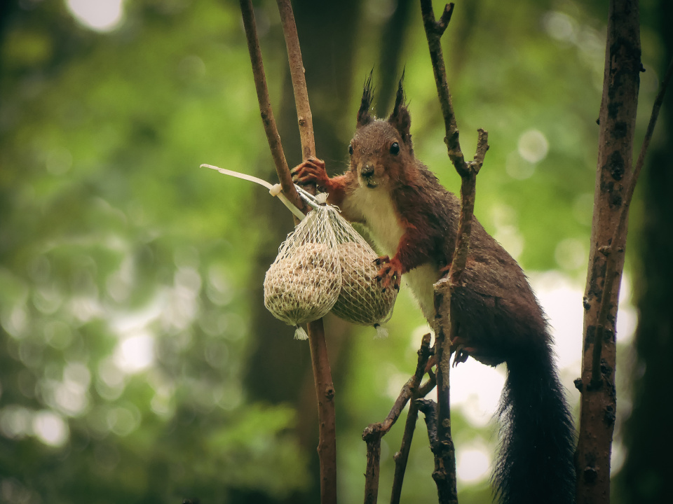 A wet squirrel