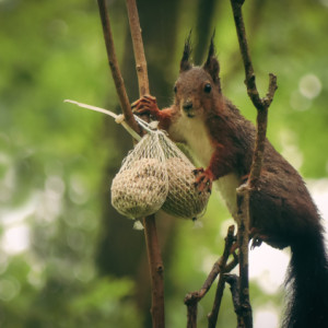 A wet squirrel