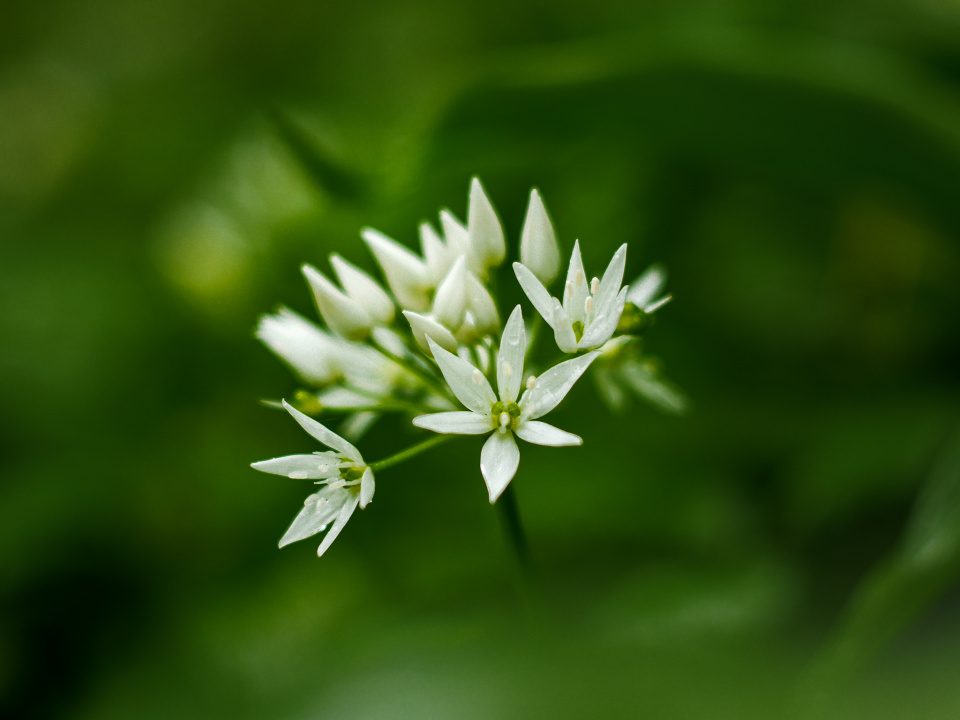 Wild garlic