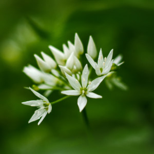Wild garlic