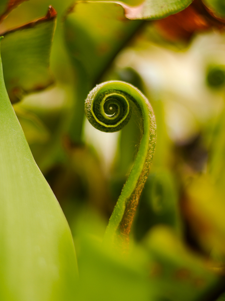 Spring unfolding