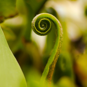 Spring unfolding