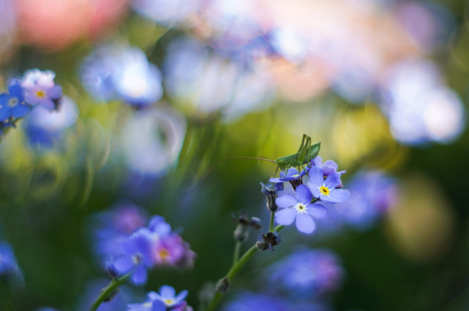Summer day