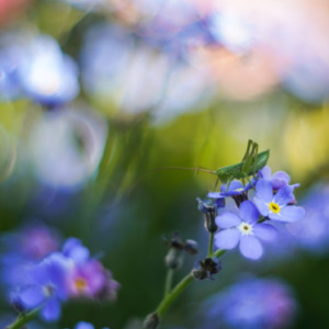 Summer day