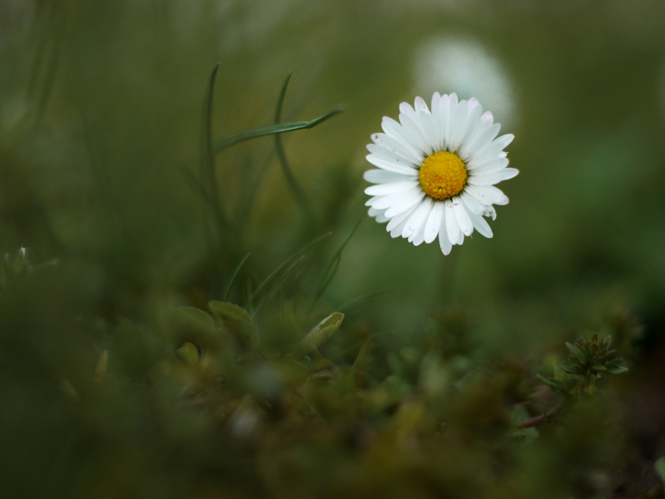 A little daisy