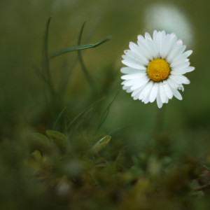 A little daisy