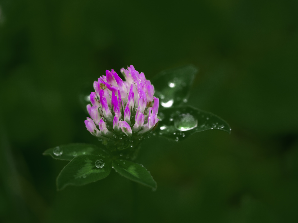 Rain is back