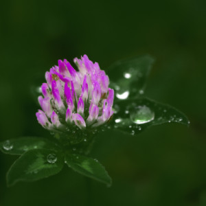 Rain is back