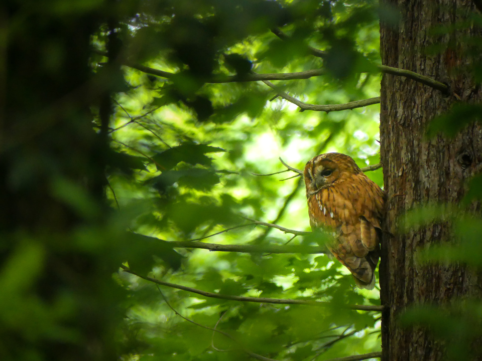 Checking on the owls