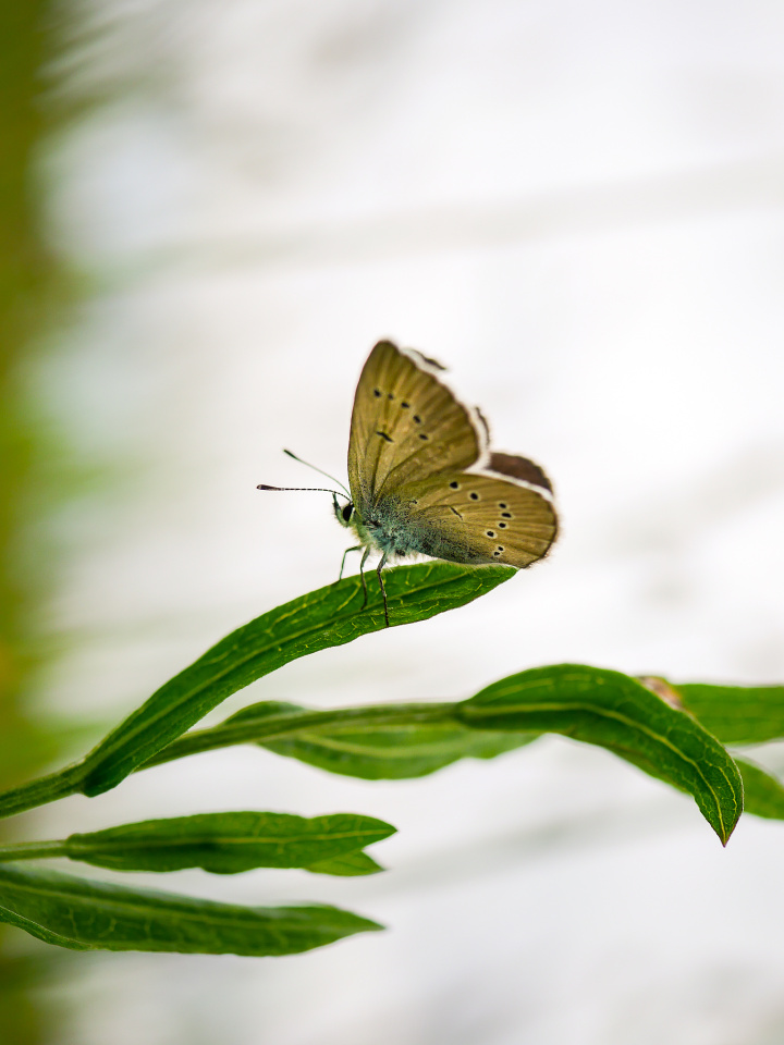 A butterfly - hooray!!!