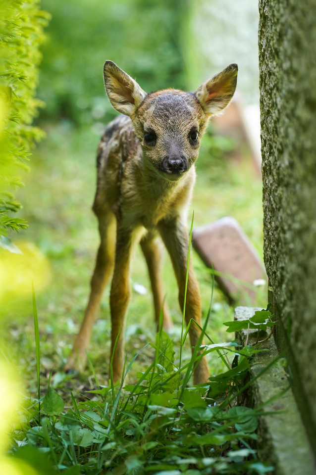 Baby deer