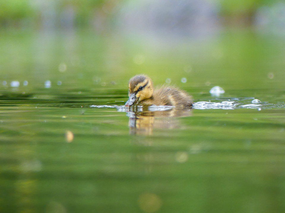 Little duckling
