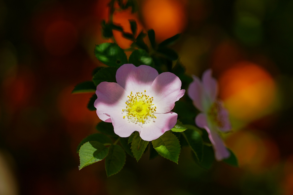 Flowers again