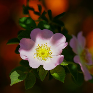 Flowers again