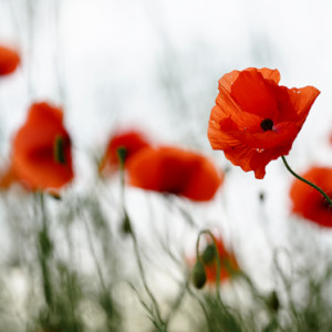Poppies