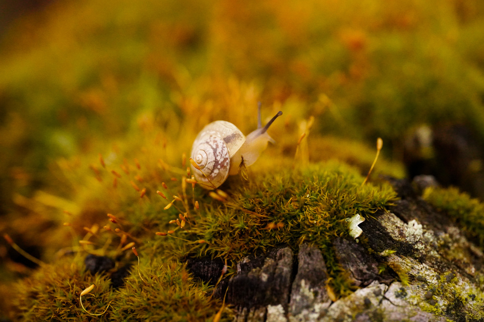 Tiny snail