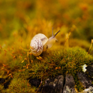Tiny snail
