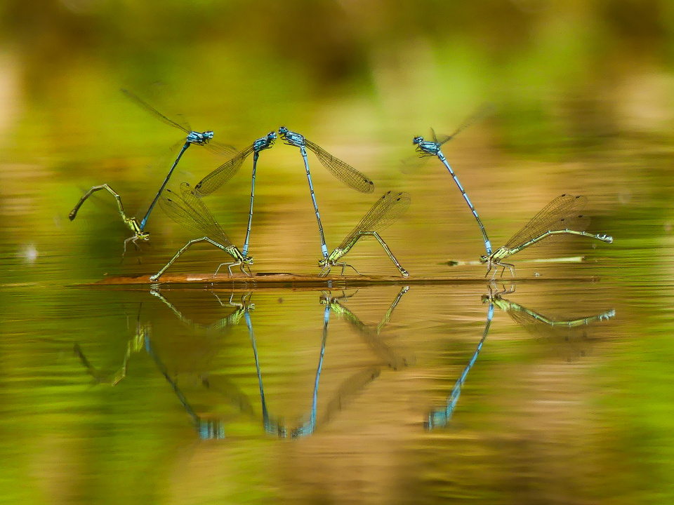 Down by the pond