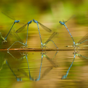 Down by the pond