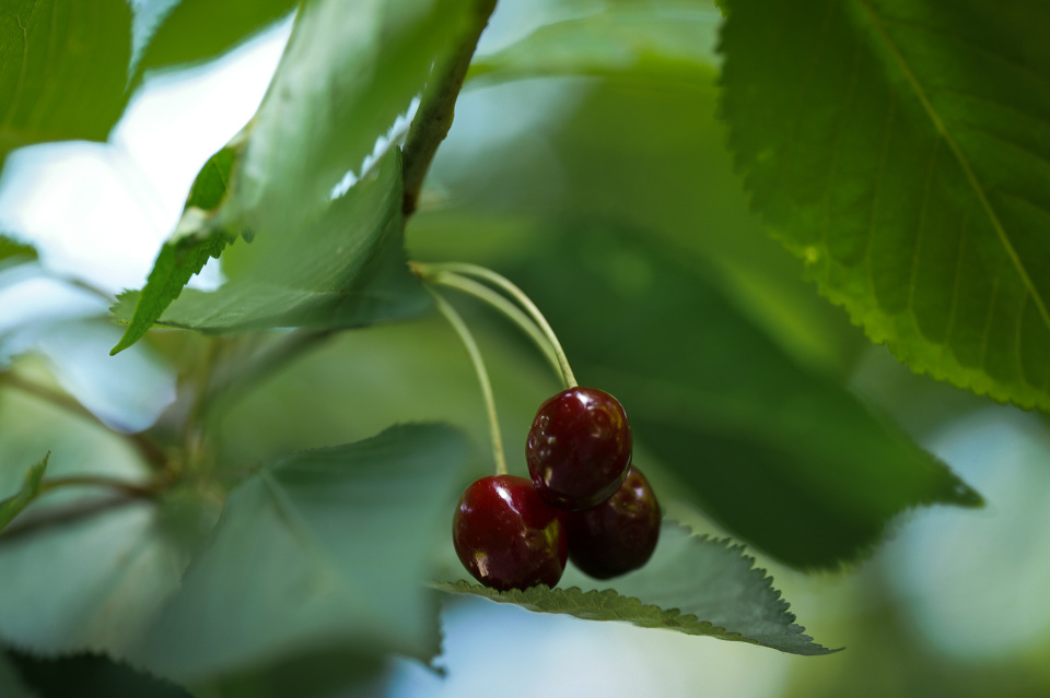 Cherry time